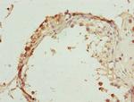 RUFY2 Antibody in Immunohistochemistry (Paraffin) (IHC (P))