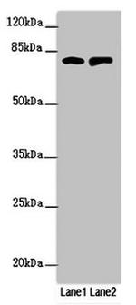 RUFY2 Antibody in Western Blot (WB)