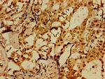 SorCS1 Antibody in Immunohistochemistry (Paraffin) (IHC (P))