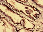 CPNE4 Antibody in Immunohistochemistry (Paraffin) (IHC (P))
