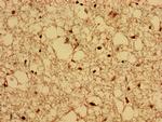 CPNE4 Antibody in Immunohistochemistry (Paraffin) (IHC (P))