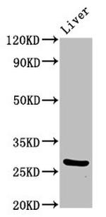 PIK3IP1 Antibody in Western Blot (WB)