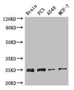 APOPT1 Antibody in Western Blot (WB)