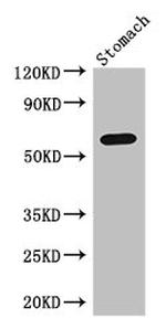IL4I1 Polyclonal Antibody