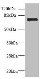 NHLRC2 Antibody in Western Blot (WB)