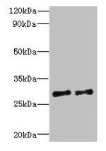 C7orf62 Antibody in Western Blot (WB)