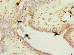 Plet1 Antibody in Immunohistochemistry (Paraffin) (IHC (P))