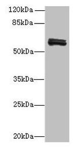 FAM222B Antibody in Western Blot (WB)