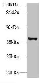UBLCP1 Antibody in Western Blot (WB)