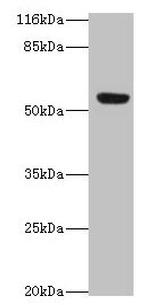 LILRA2 Antibody in Western Blot (WB)