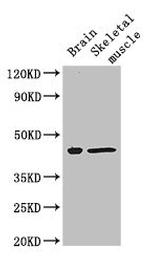 FAM43A Antibody in Western Blot (WB)