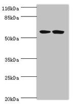 DCAF4 Polyclonal Antibody