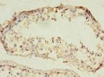 RNF133 Antibody in Immunohistochemistry (Paraffin) (IHC (P))