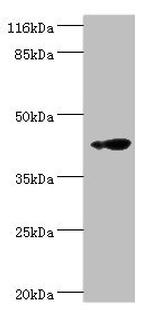 RNF133 Antibody in Western Blot (WB)