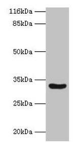 C2orf47 Antibody in Western Blot (WB)