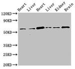 CREB3L1 Polyclonal Antibody