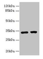 C3orf49 Polyclonal Antibody