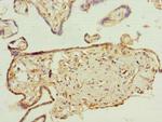 FAPP2 Antibody in Immunohistochemistry (Paraffin) (IHC (P))