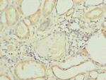FAPP2 Antibody in Immunohistochemistry (Paraffin) (IHC (P))