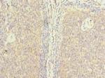 ZHX1 Antibody in Immunohistochemistry (Paraffin) (IHC (P))