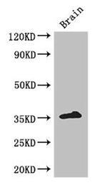 Rex1 Antibody in Western Blot (WB)