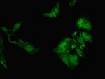 CT112 Polyclonal Antibody