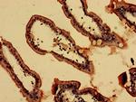 CT112 Antibody in Immunohistochemistry (Paraffin) (IHC (P))