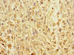 Erbin Antibody in Immunohistochemistry (Paraffin) (IHC (P))