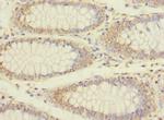 Erbin Antibody in Immunohistochemistry (Paraffin) (IHC (P))