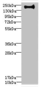 Erbin Antibody in Western Blot (WB)