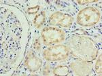 Sclerostin Polyclonal Antibody