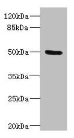 PTPN18 Antibody in Western Blot (WB)