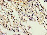 ADAM33 Antibody in Immunohistochemistry (Paraffin) (IHC (P))