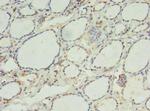 CK068 Polyclonal Antibody