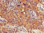 GNB4 Antibody in Immunohistochemistry (Paraffin) (IHC (P))