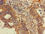 GNB4 Antibody in Immunohistochemistry (Paraffin) (IHC (P))