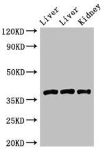 GNB4 Antibody in Western Blot (WB)