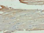 KCNK13 Antibody in Immunohistochemistry (Paraffin) (IHC (P))