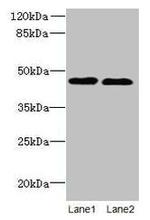 KCNK13 Antibody in Western Blot (WB)