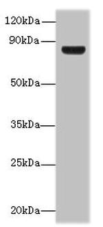 TSGA10 Antibody in Western Blot (WB)