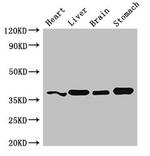 YIPF3 Antibody in Western Blot (WB)