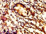 ACBD3 Antibody in Immunohistochemistry (Paraffin) (IHC (P))