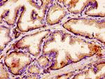 ACBD3 Antibody in Immunohistochemistry (Paraffin) (IHC (P))