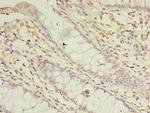 ASB8 Antibody in Immunohistochemistry (Paraffin) (IHC (P))