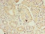 ASB8 Antibody in Immunohistochemistry (Paraffin) (IHC (P))