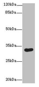 ASB8 Antibody in Western Blot (WB)