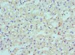 CBX8 Polyclonal Antibody