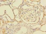 GDPD2 Antibody in Immunohistochemistry (Paraffin) (IHC (P))