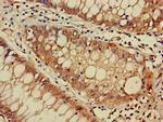 DNAJC4 Antibody in Immunohistochemistry (Paraffin) (IHC (P))
