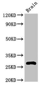 DNAJC4 Antibody in Western Blot (WB)